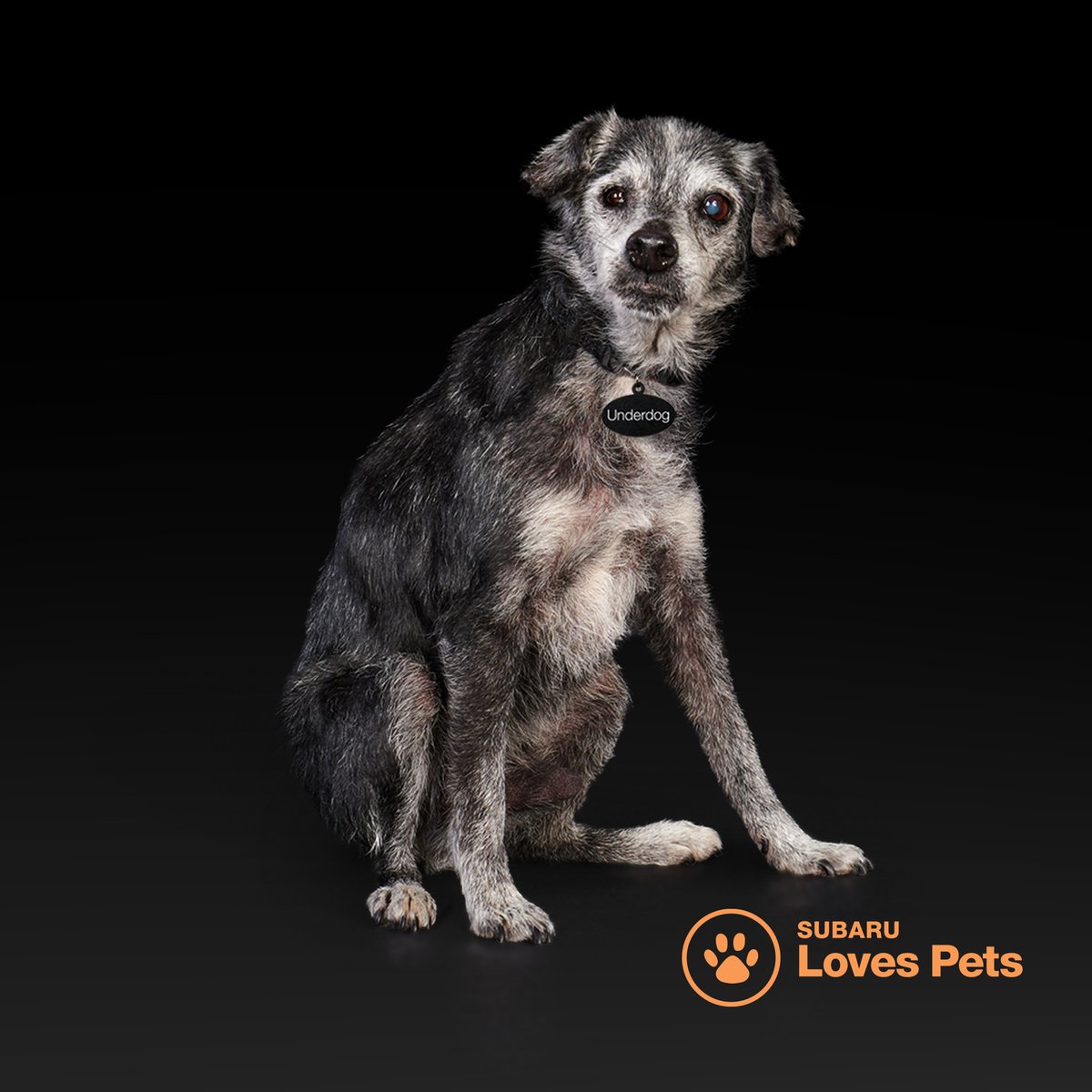 EdReillySubaru's tweet photo. #SubaruLovesPets! 🐾 We are excited to be one of the many retailers showing our promise and commitment to keeping all animals safe and healthy. 

Learn more at https://t.co/fk8zCBqK2J. https://t.co/lwnneVXQRR