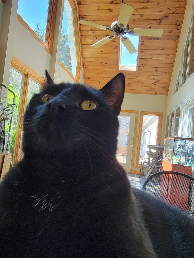 cmdrsue's tweet photo. For @KristieSmeltzer, since she can't see our posts on Cat Chat anymore. Today was cats in Halloween costumes day.
Chadwick says "Ermahgerd, I can't even take off my costume!" #BlackCatProblems https://t.co/T7Ry30HuzM