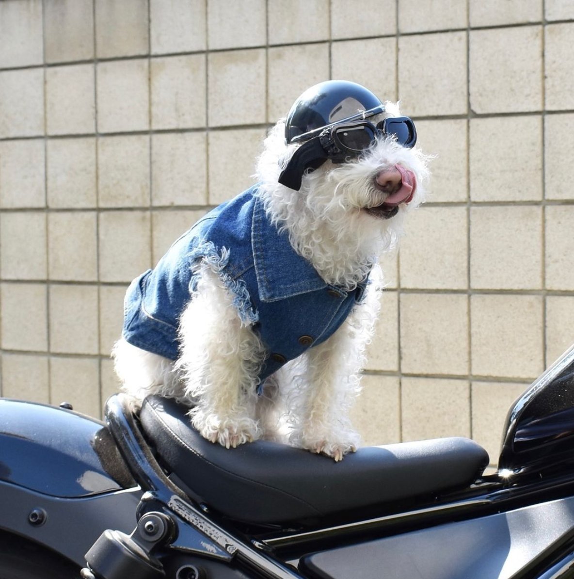 MODERNBEAST_'s tweet photo. On most days Ernie is a very good boy, but on October 31st he’s planning on being bad… bad to the bone!🦴
#Halloween #halloweendog #rescuedog https://t.co/INT26o2CQe
