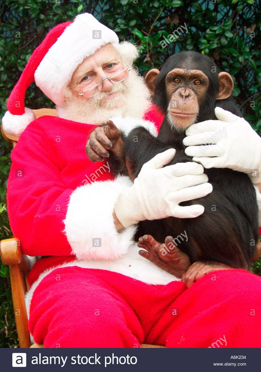 cocaine__monkey's tweet photo. @MrPicklesACat Christmas? Christmas??
You know what that means!
#SantaMonkey https://t.co/kJjK7FOjei