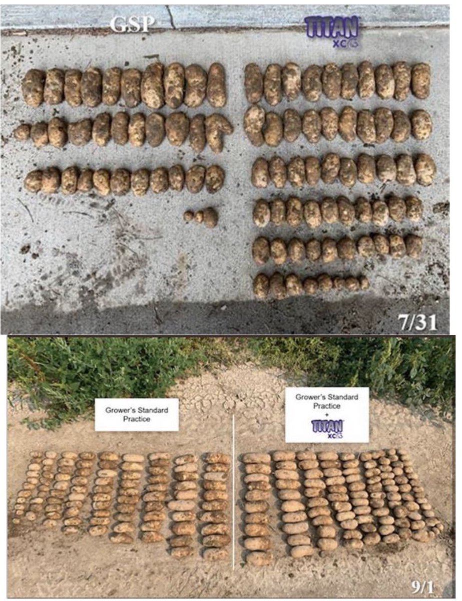 AGRICENLIFER's tweet photo. From the first plant dig thru #Harvest2021 #TitanXC treated #MAP showed a dramatic difference and yielded 75 sacks per acre more than #GSP #Potatoes #ROI #NutrientEfficiency Burley #Idaho https://t.co/9QcRq2rcO1
