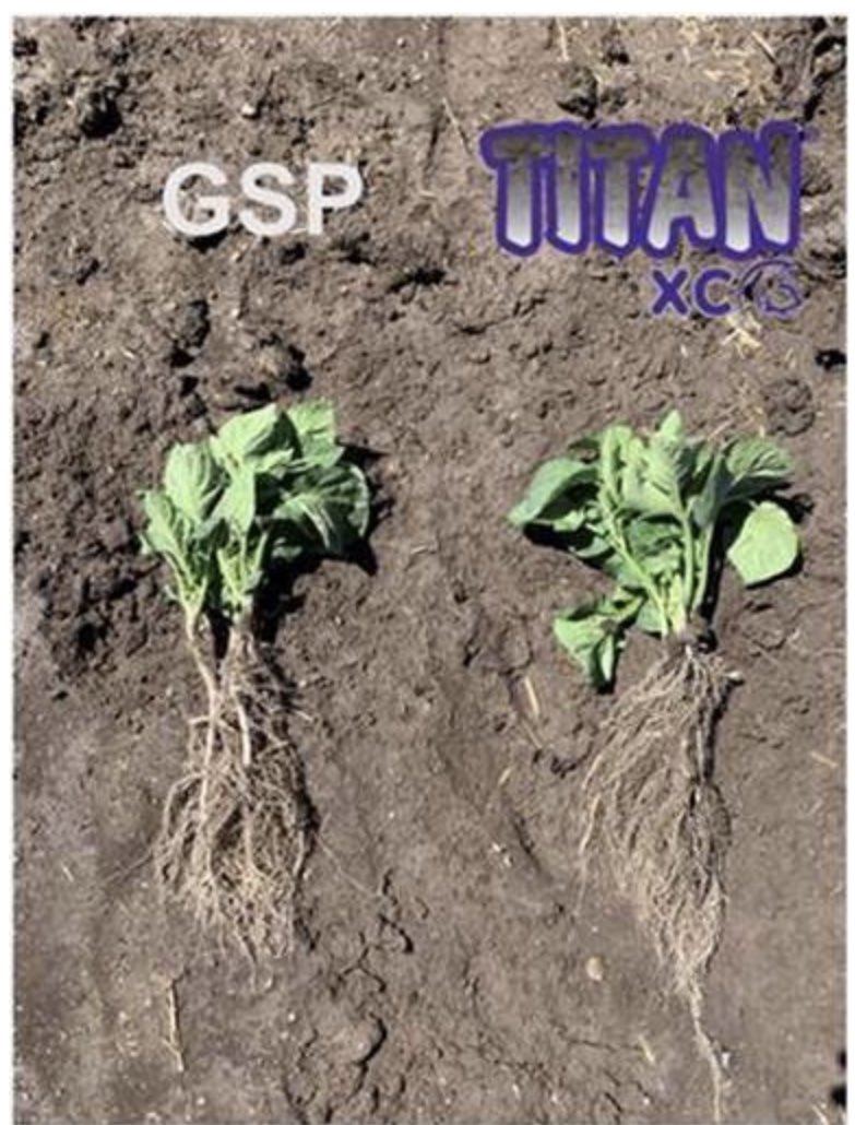 AGRICENLIFER's tweet photo. From the first plant dig thru #Harvest2021 #TitanXC treated #MAP showed a dramatic difference and yielded 75 sacks per acre more than #GSP #Potatoes #ROI #NutrientEfficiency Burley #Idaho https://t.co/9QcRq2rcO1