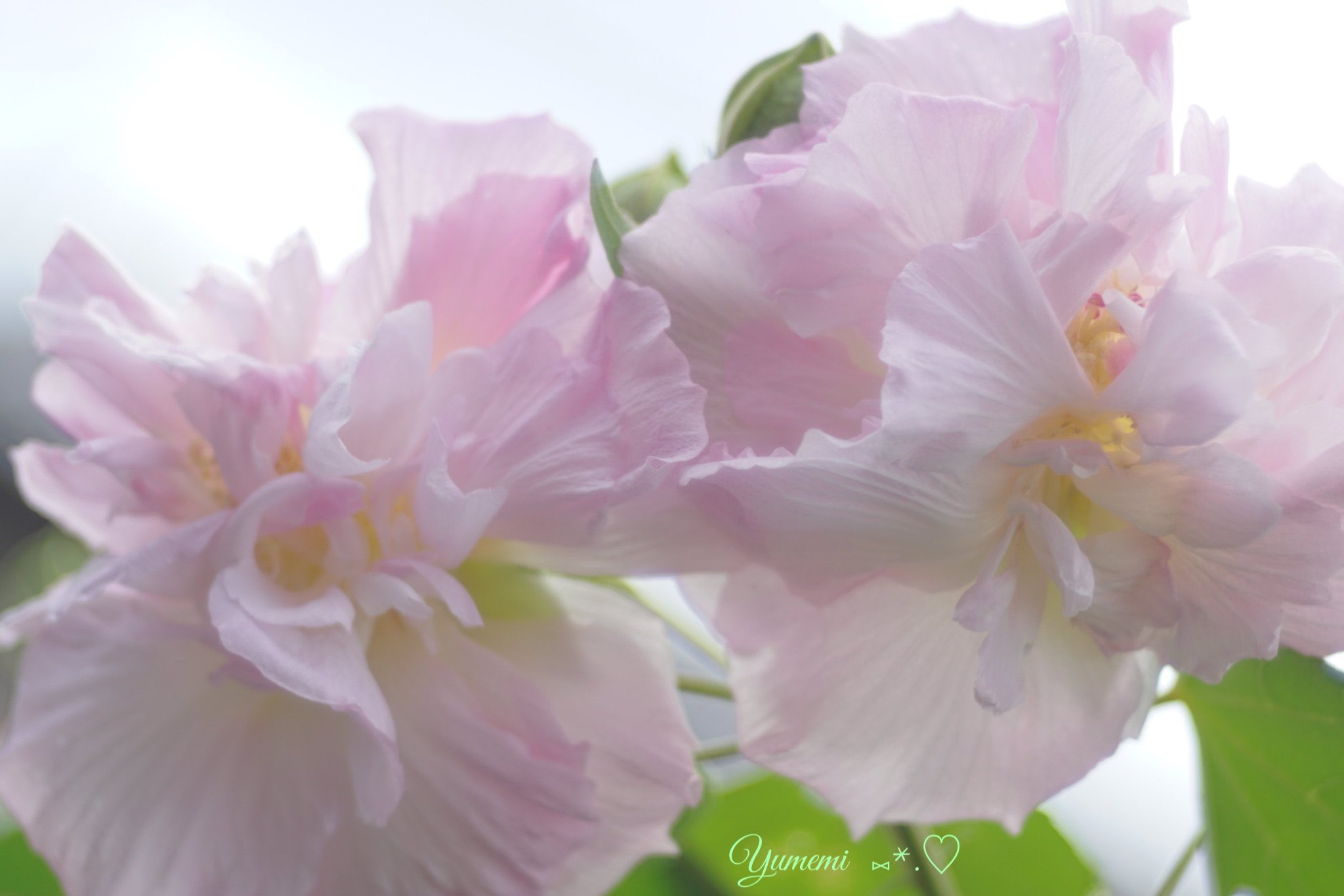 夢美 酔芙蓉 スイフヨウ 花色がお酒に酔うように 赤く変化するのよ 花言葉 しとやかな恋人 T Co Fcmchtcuog Twitter
