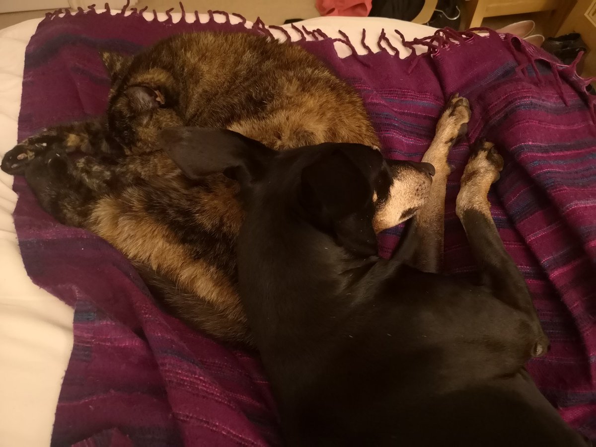 Titian73's tweet image. This never happens #catpillow #manchesterterrier