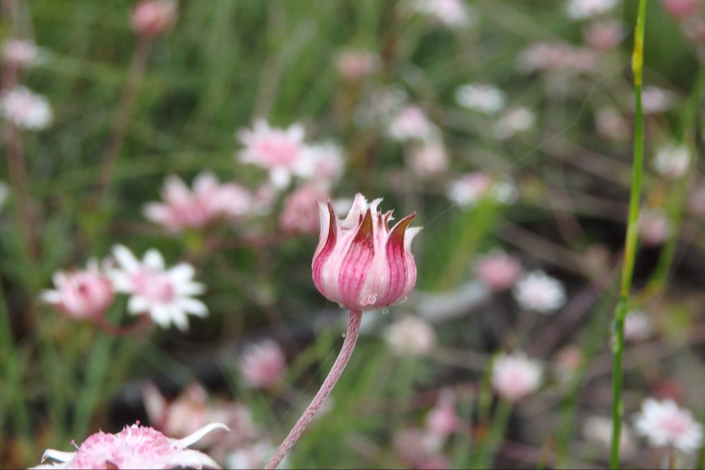 Ruby Paroissien tweet media