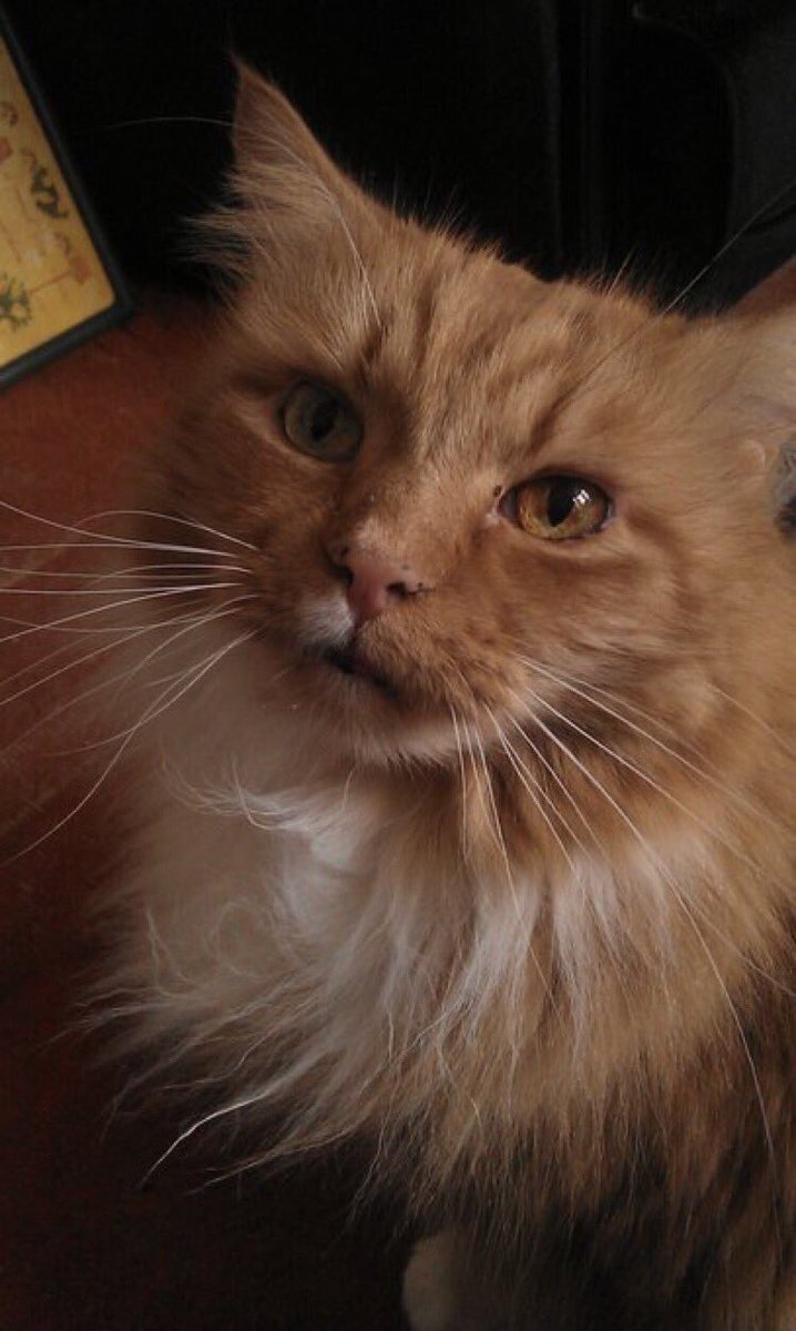 catgirl321's tweet photo. Please can I ask for MASSES special purrs for @myjaffa Jaffa’s heartsore Mum💔
First anniversary of beloved Jaffa crossing #OTRB💜
#weeti #ForeverLove #GingerGward #AngelJaffa
#OTRB October 6 2020🌈 https://t.co/hh3MPjJ4aY