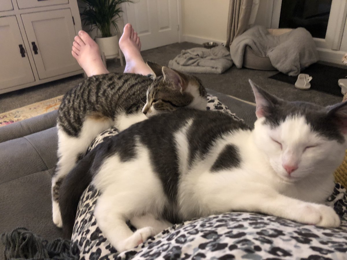 LisaYoungauthor's tweet photo. Today love is…..cats ❤️❤️❤️❤️ https://t.co/XfuSWGBR13