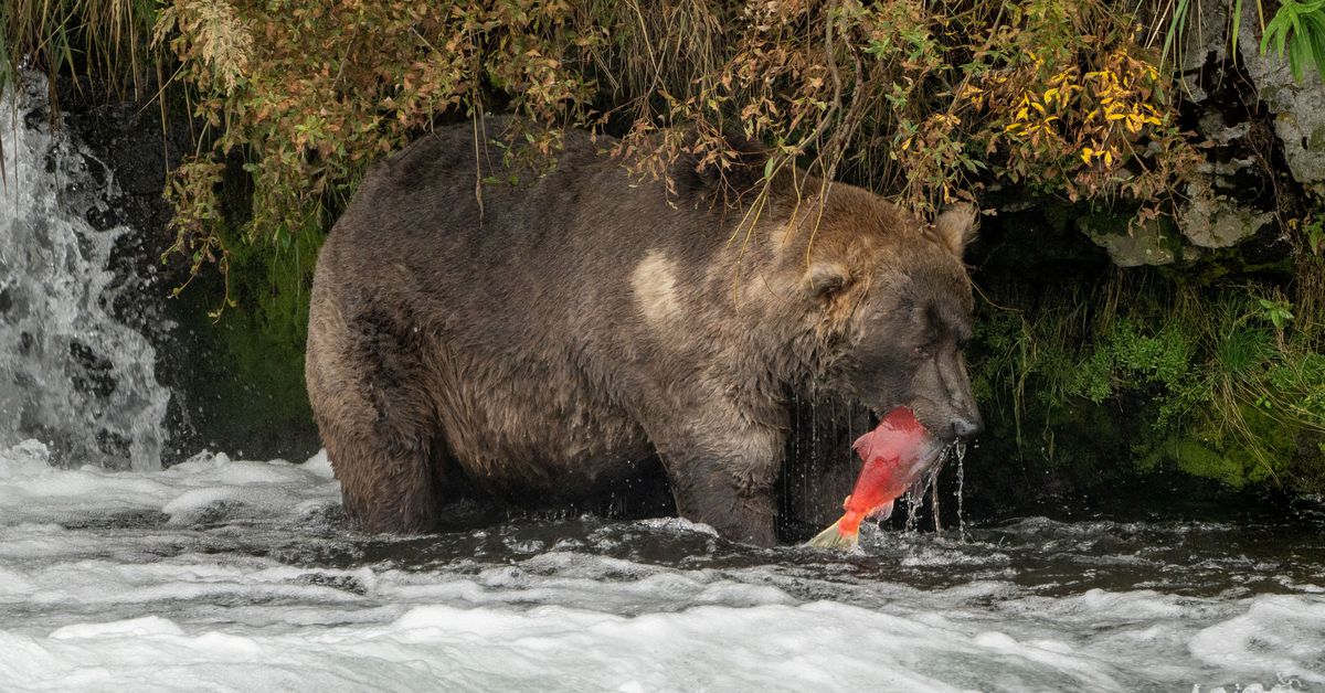 Reuters's tweet photo. Otis the bear crowned chunk champion in Alaska's Fat Bear Week https://t.co/ifCilZXU4U https://t.co/rn9hHKXGL9