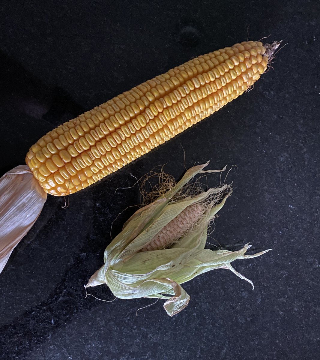 My Barnyard View : What's the Draught Situation? mybarnyardview.blogspot.com/2021/10/whats-…