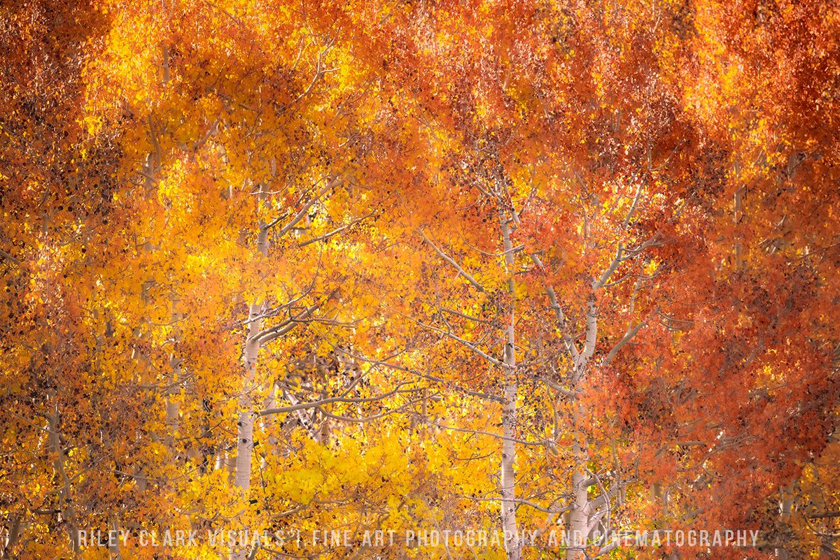 Riley Clark Fine Art tweet media
