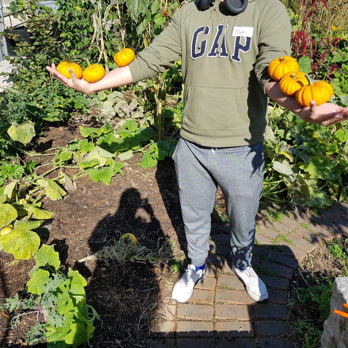 SDFGreenMentor's tweet photo. We had a really enjoyable morning with our Gardening for Wellbeing group. Exploring the orchard, feeding the pigs and tasting a variety of apples. We also planted out herbs and some oriental greens. We harvested the first of the Jack Be Little squashes, basil and wild rocket! 😃 https://t.co/VOUdnvE2sF