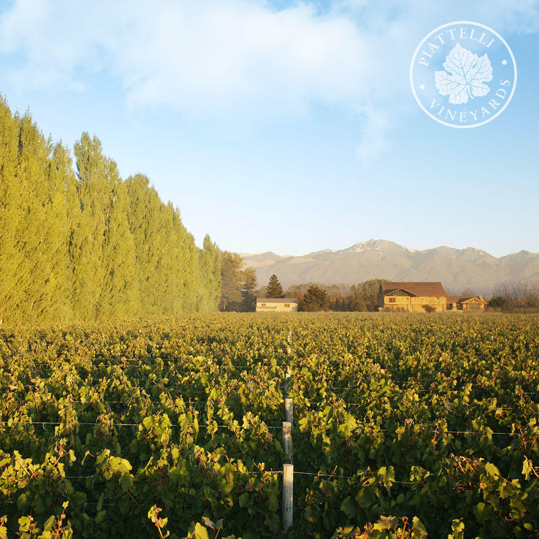 Piattelli Vineyards tweet media