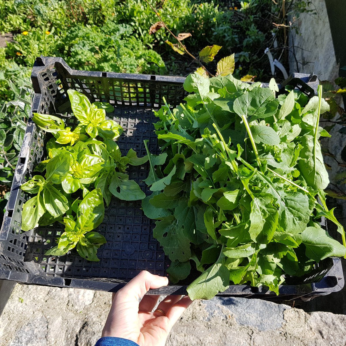 SDFGreenMentor's tweet photo. We had a really enjoyable morning with our Gardening for Wellbeing group. Exploring the orchard, feeding the pigs and tasting a variety of apples. We also planted out herbs and some oriental greens. We harvested the first of the Jack Be Little squashes, basil and wild rocket! 😃 https://t.co/VOUdnvE2sF