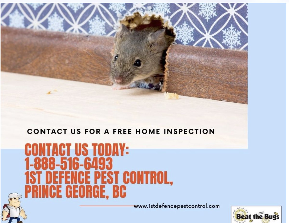 pest_1st's tweet photo. It’s rodent season !! Call the professional at 1st Defence Pest Control to help you with rodents and all issues you may have!! FREE home inspection today!! 1-888-516-6493 today! https://t.co/NLqQpBLz1J