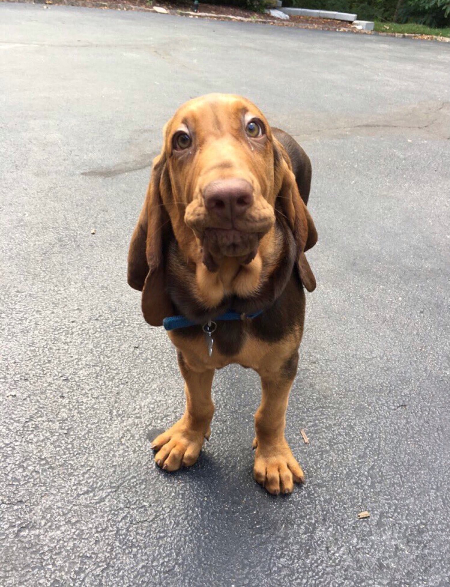 Why Do Dogs Curl Their Lips