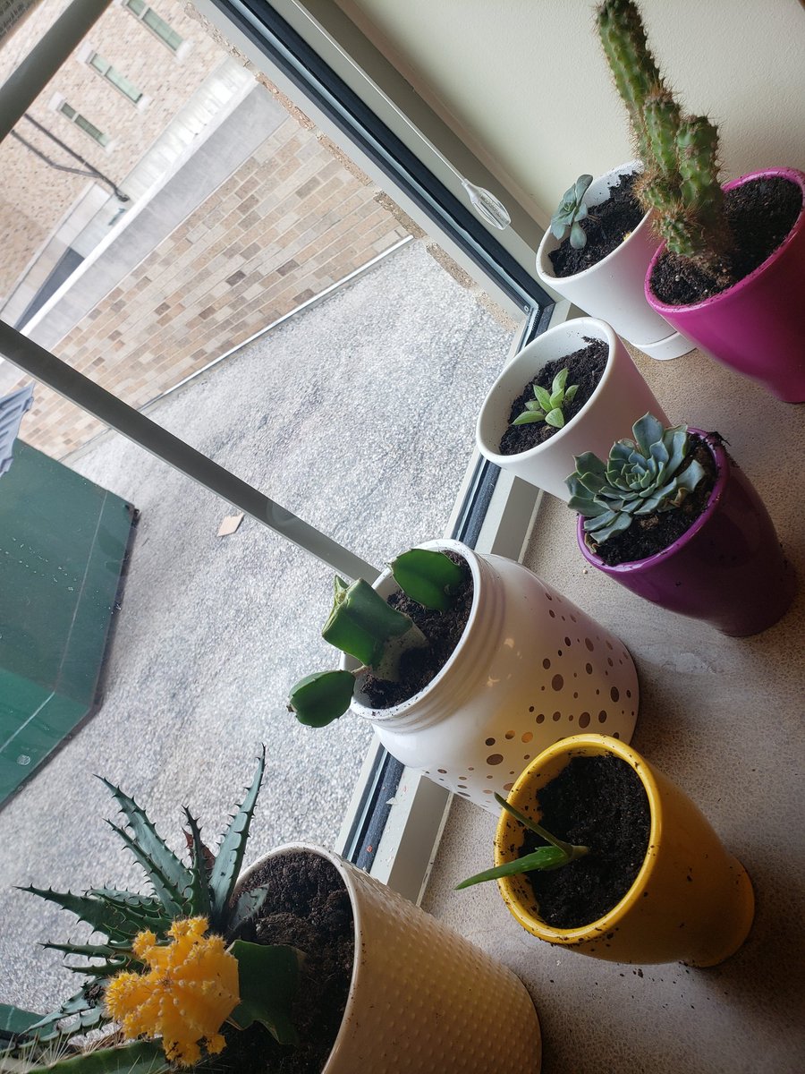 My desk plant collection is thriving. Newest addition was picked up during <a href="/NDGradLife/">Grad Life</a> #thanksbetograds event!