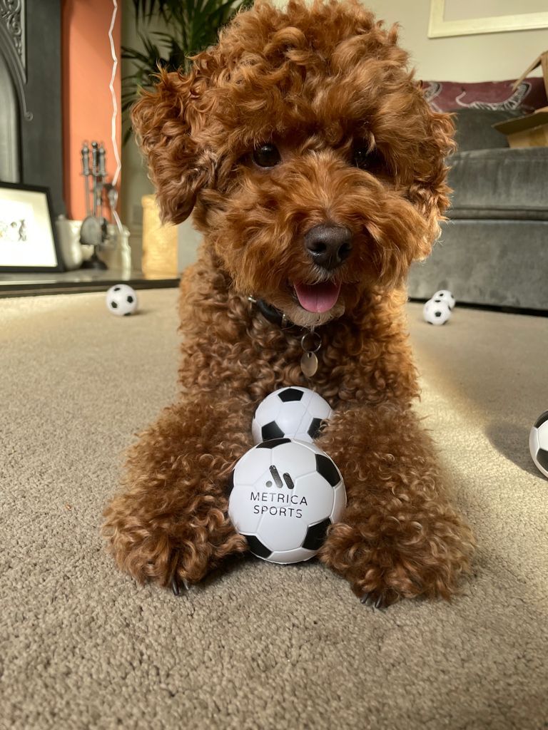 Bruno Dagnino Brunodagnino Twitter