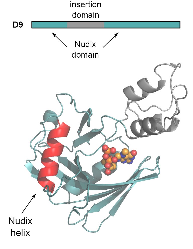 SO to <a href="/JPbiochemist/">Jessie Peters</a>
 for beautiful work on structure and mechanism of pox virus decapping enzyme D9 biorxiv.org/content/10.110… with fantastic cap analog chemistry from 
<a href="/JemielityLab/">Jacek Jemielity</a>.