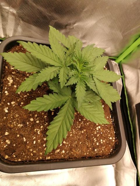 weedseedshop's tweet photo. Gelato White Feminized & Mexican Haze Feminized pics from slowpoke.fuegobud . Drop a heart if you're a fan of the #WSSfam creations!
Photo CreditπΈ: slowpoke.fuegobud on Instagram
#weedss #weedcommunity #420grower #growers #rawgarden #gelato #gelatowhite #mexicanhaze #feminized https://t.co/AMpA823GHE