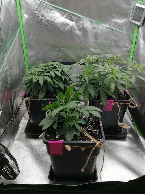 weedseedshop's tweet photo. Gelato White Feminized & Mexican Haze Feminized pics from slowpoke.fuegobud . Drop a heart if you're a fan of the #WSSfam creations!
Photo CreditπΈ: slowpoke.fuegobud on Instagram
#weedss #weedcommunity #420grower #growers #rawgarden #gelato #gelatowhite #mexicanhaze #feminized https://t.co/AMpA823GHE