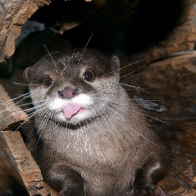 twdreamie's tweet photo. Gnf otter https://t.co/GQoWm90RXi