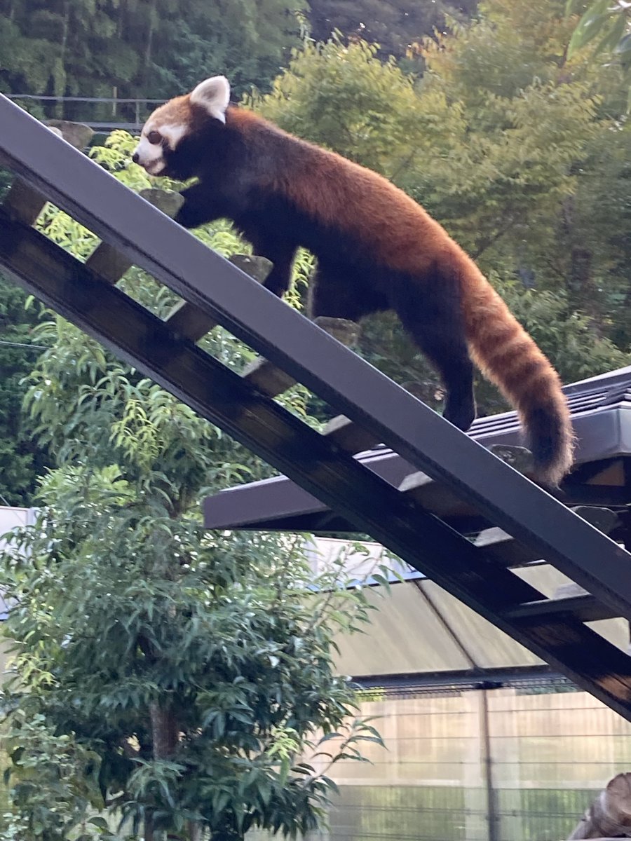 tetetefin's tweet photo. Voglio salvare questi simpatici animali.
RedPandaEarth è un attivista ambientale che protegge le specie in via di estinzione.
https://t.co/yLIhwKwzqX

$REDPAN #RedPanda #BTC #crypto #pandaroux #pandarojo #pandarosso #kleinerpanda #ailurusfulgens #rödpanda #rodepanda #roterpanda https://t.co/gJGl3Rw7k5