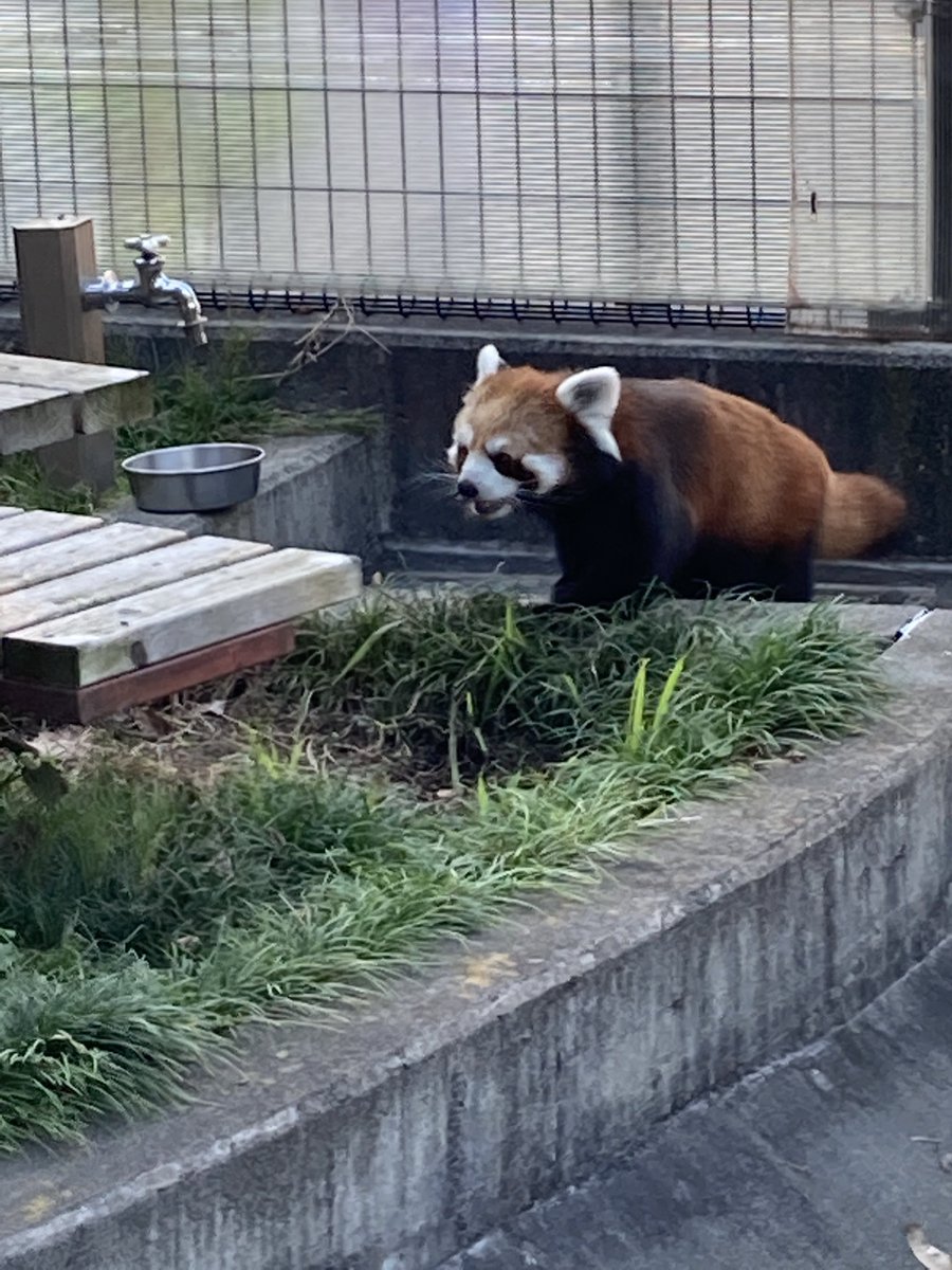 tetetefin's tweet photo. Ich möchte diese süßen Tiere retten.
RedPandaEarth ist ein Umweltaktivist, der gefährdete Arten schützt.
https://t.co/yLIhwKwzqX

$REDPAN #RedPanda #BTC #crypto #pandaroux #pandarojo #pandarosso #kleinerpanda #ailurusfulgens #レッサーパンダ #rödpanda #rodepanda #roterpanda https://t.co/YqACi0VGBW