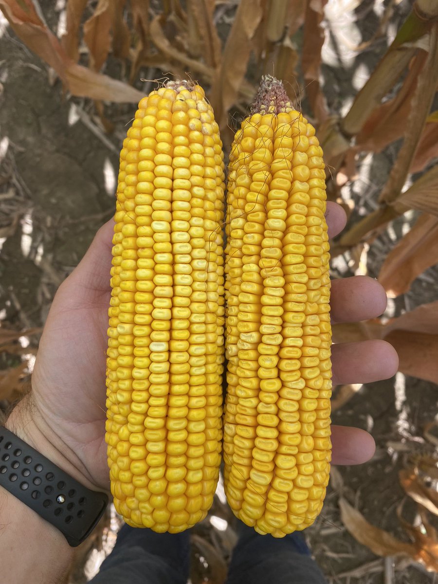 NeierCaleb's tweet photo. P1359AM on the left. Competitor 113 day “racehorse” on the right. I know where I’d put my money if we were at the track. @PioneerSeeds https://t.co/Mgctoq7c7f