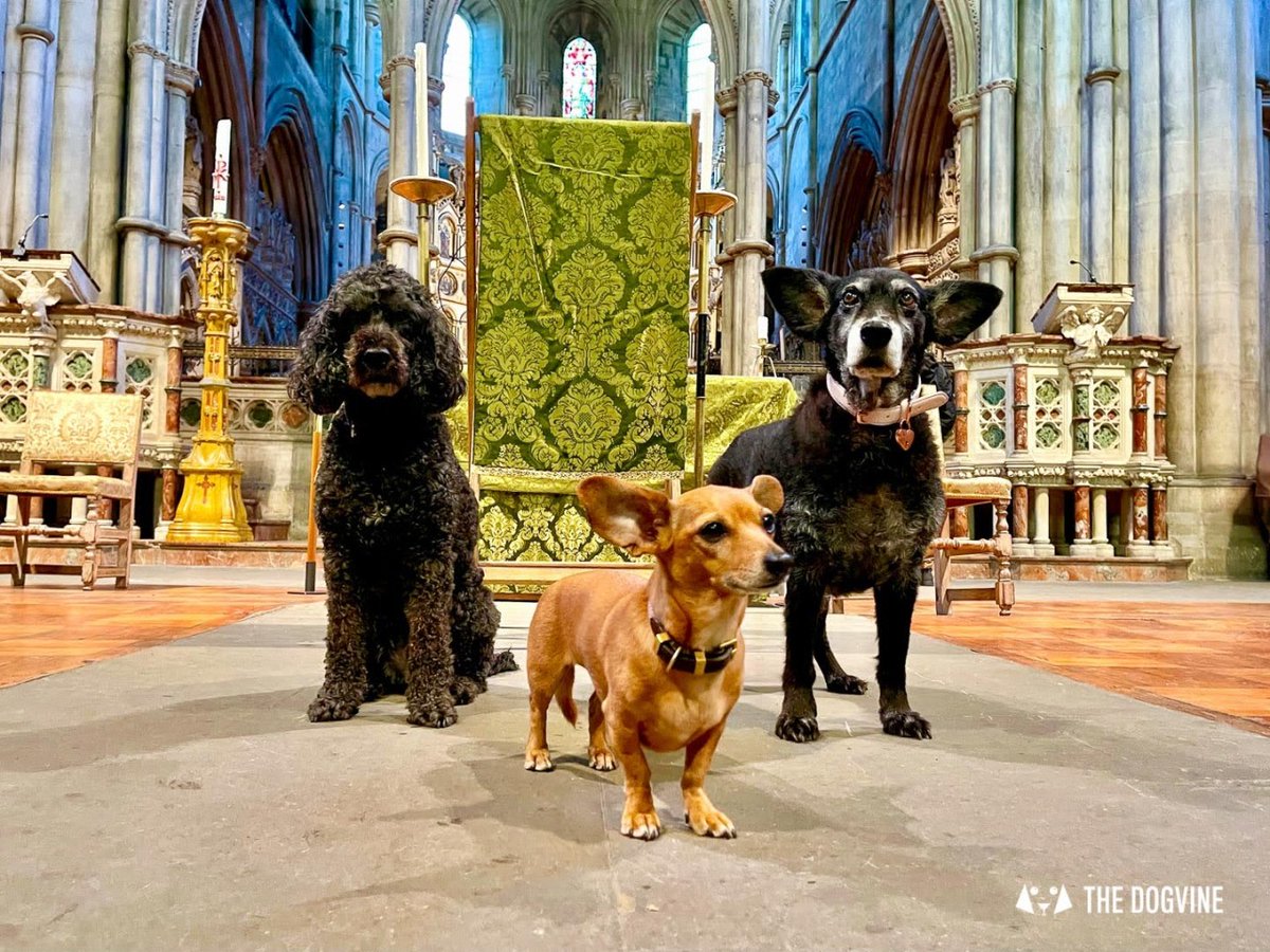 There's a beautiful #dogfriendly church in London that welcomes pets for the annual #stfrancisofassisi pet blessing & at the weekly Sunday services too. Read all about @StJohnsW14 in our latest blog 👉 bit.ly/3Bk5oV5 #petblessing #dogsoflondon #londonchurch