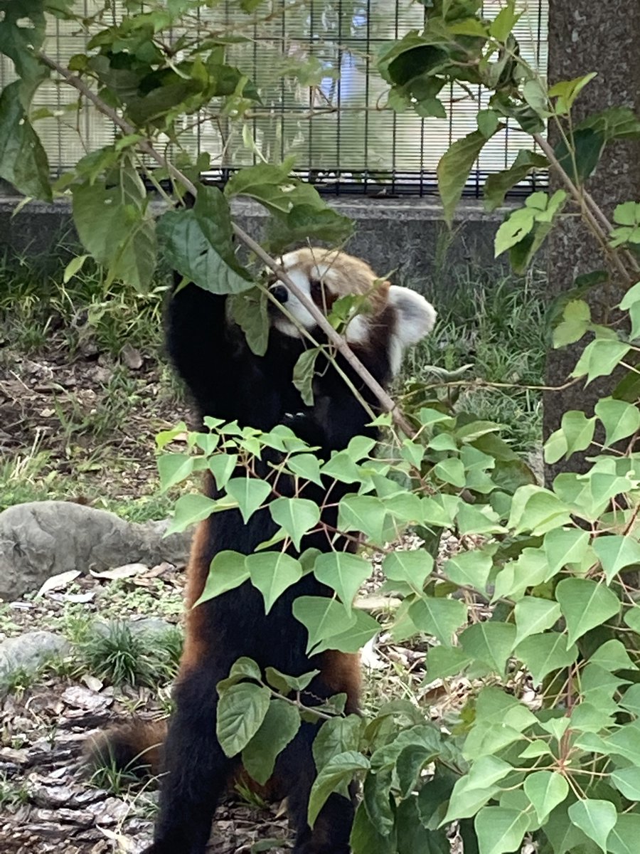 tetetefin's tweet photo. Quiero salvar a estos lindos animales.
RedPandaEarth es un activista ambiental que protege especies en peligro de extinción.
https://t.co/yLIhwKwzqX

$REDPAN #RedPanda #BTC #crypto #pandaroux #pandarojo #pandarosso #kleinerpanda #ailurusfulgens #rödpanda #rodepanda #roterpanda https://t.co/XgMa0Udv4B