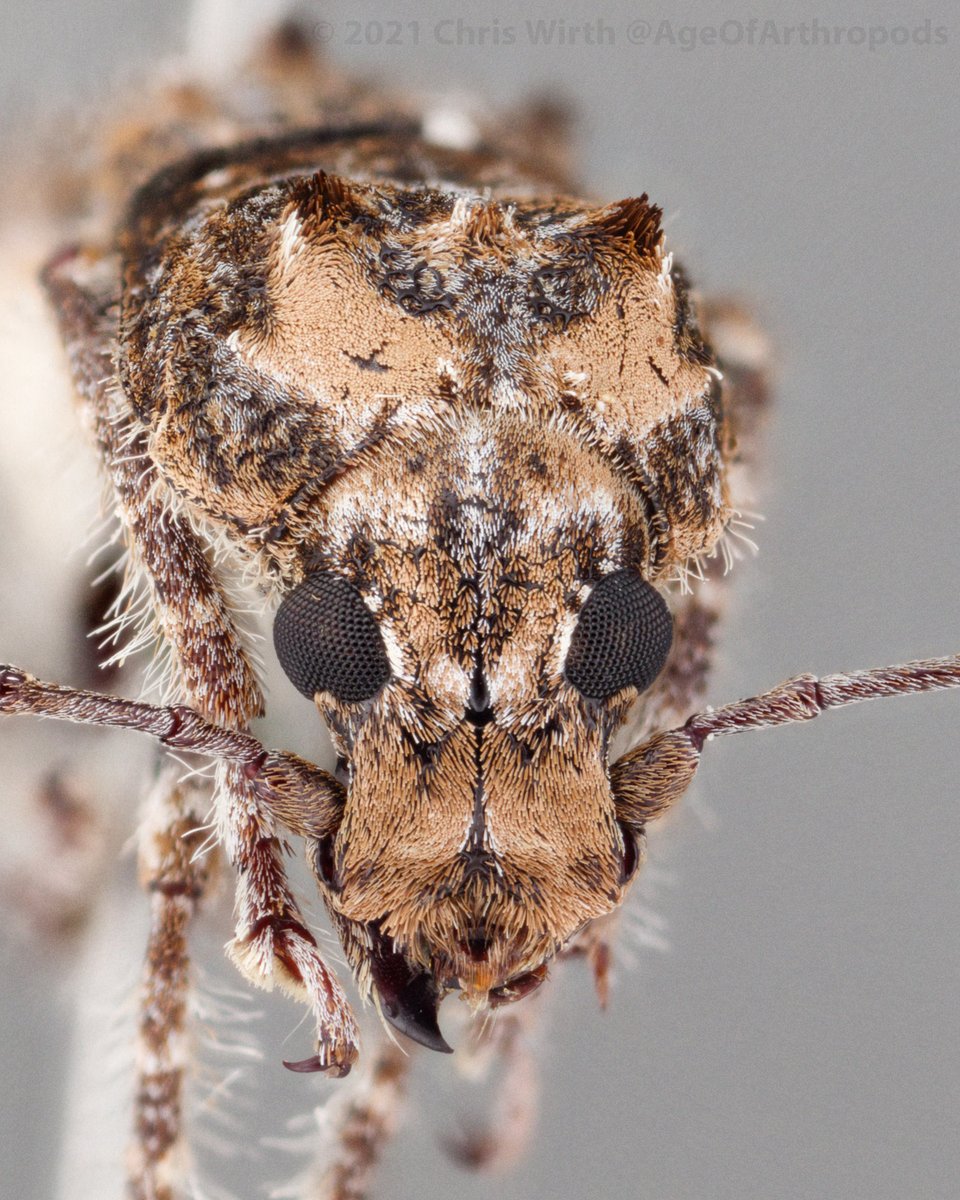 Purdue Entomological Research Collection (PERC) tweet media