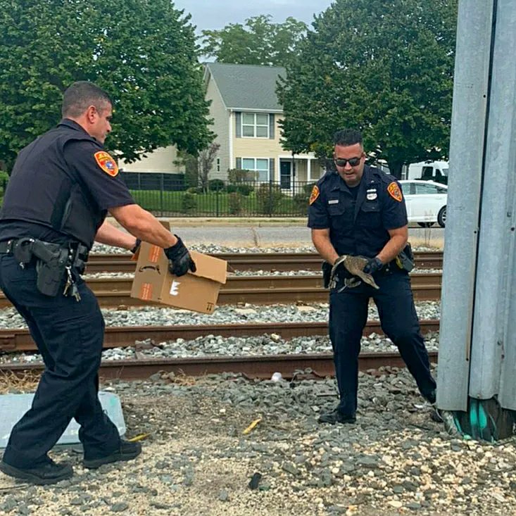SCPDHockey's tweet photo. Earlier today, SCPD Hockey's Frank Gigante was on patrol w/his partner Steve D'Amico, when they saw a 🦆 in distress on the Long Island Rail Road tracks in Bay Shore. Using a box, the pair safely transported their feathered friend to the Veterinary Med. Center of LI for treatment https://t.co/dJFtBNtVTQ
