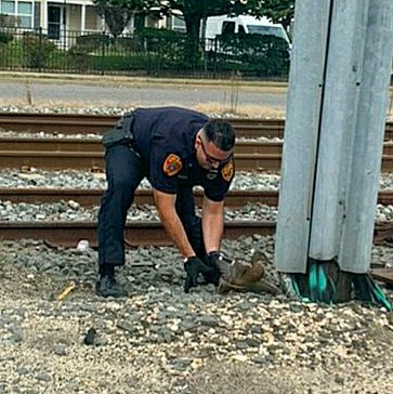 SCPDHockey's tweet photo. Earlier today, SCPD Hockey's Frank Gigante was on patrol w/his partner Steve D'Amico, when they saw a 🦆 in distress on the Long Island Rail Road tracks in Bay Shore. Using a box, the pair safely transported their feathered friend to the Veterinary Med. Center of LI for treatment https://t.co/dJFtBNtVTQ