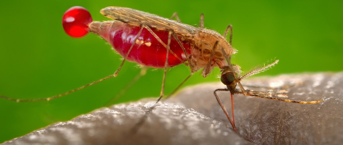 gbutrous's tweet photo. Significant medical breaking  news: The WHO today endorsed the first ever #vaccine to prevent #malaria, that could save  million of lives. The vaccine is not just a first for malaria — it is the first developed for any parasitic disease. https://t.co/pLsONxEzKm