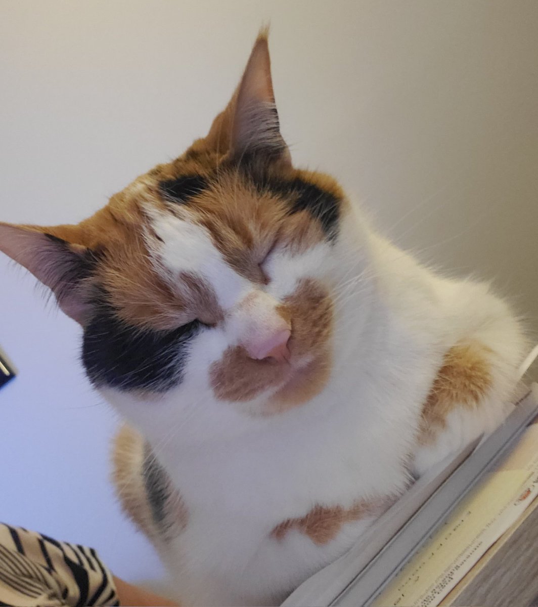 LARISSAgospodyn's tweet photo. #WhereIsCYHS symposium asks my biggest distraction? Well, she's *literally* sleeping on my to-do list #DailyDistraction https://t.co/9xbOMGJ5j2
