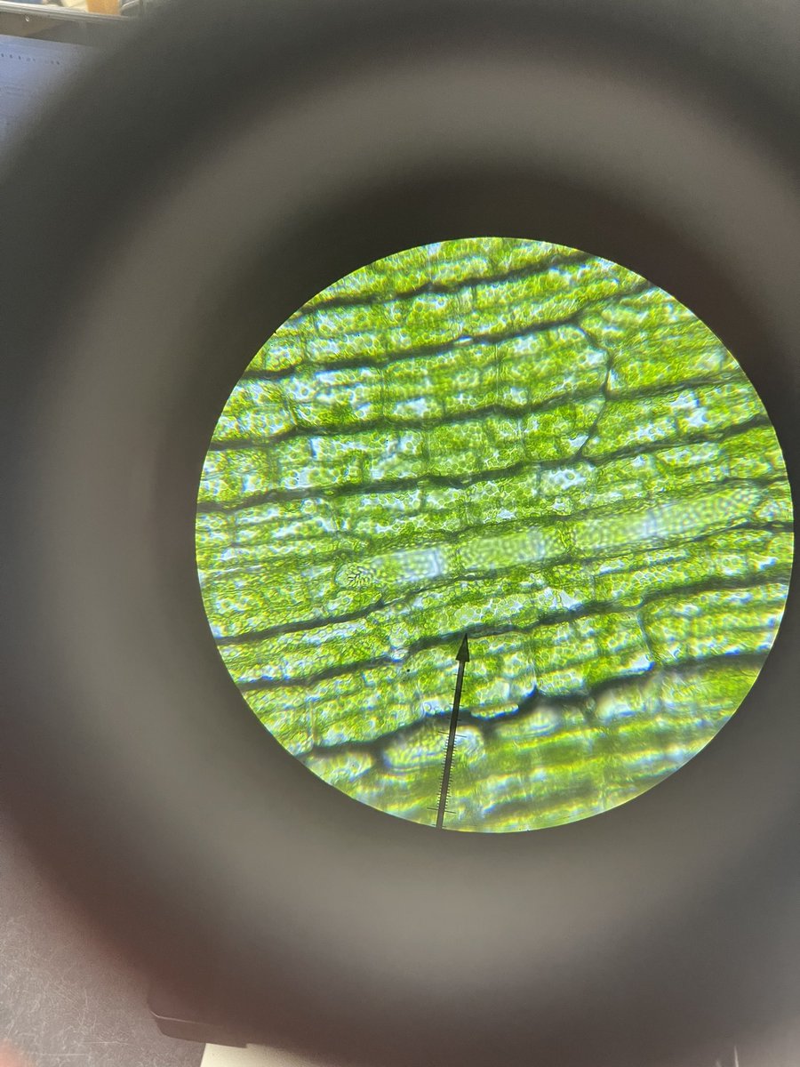 CHSScienceLady's tweet photo. Looking at Elodea cells in #OnRampsBiology today #chs_lions https://t.co/r77mir2rgJ