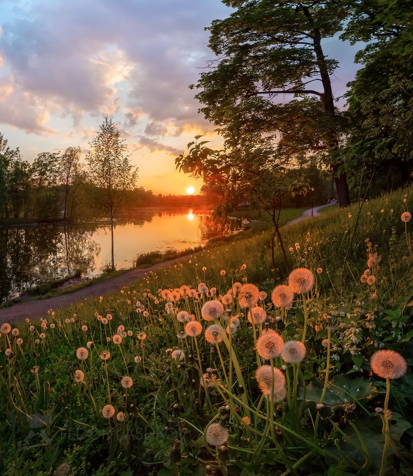 Лучший закат этого лета. Фёдор Лашков фотограф река. Летний пейзаж. Летняя природа.