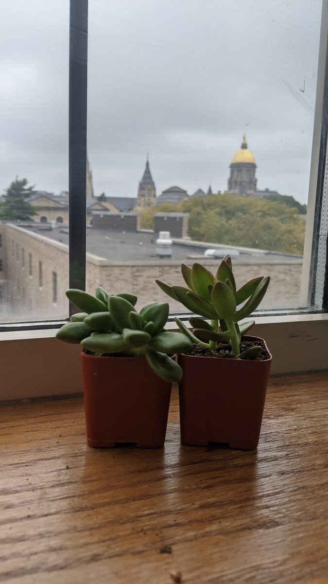 #thanksbetograds <a href="/NDGradLife/">Grad Life</a> thank you for our new office plants!