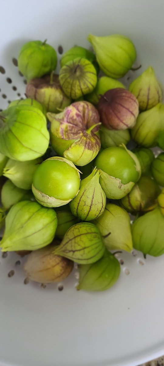 oahot1's tweet photo. When you don't remember planting #tomatillo in your garden 🤔🤣.  Now that I have them time to make some salsa! https://t.co/b5J3qxHo17