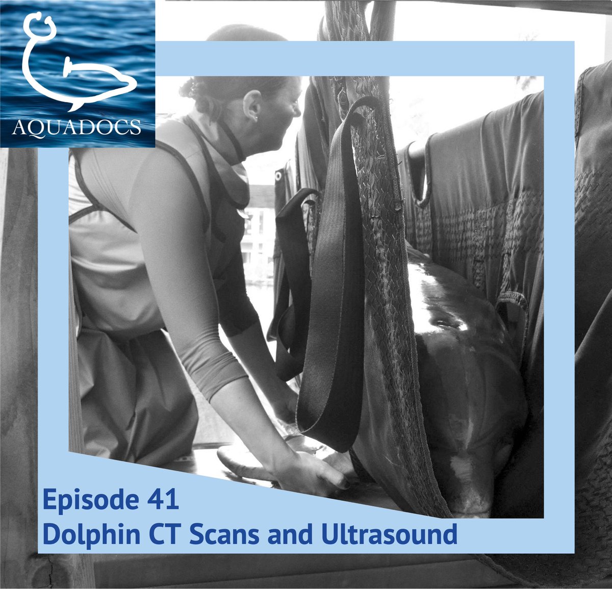 To start us off on season 2, Dr. Marina Ivančić @zooradone discusses diagnostic imaging. Ever wondered how to take a dolphin to a human hospital for a CT scan or what to look for on an ultrasound to see if a dolphin is pregnant? Well, tune in for answers these questions and more!