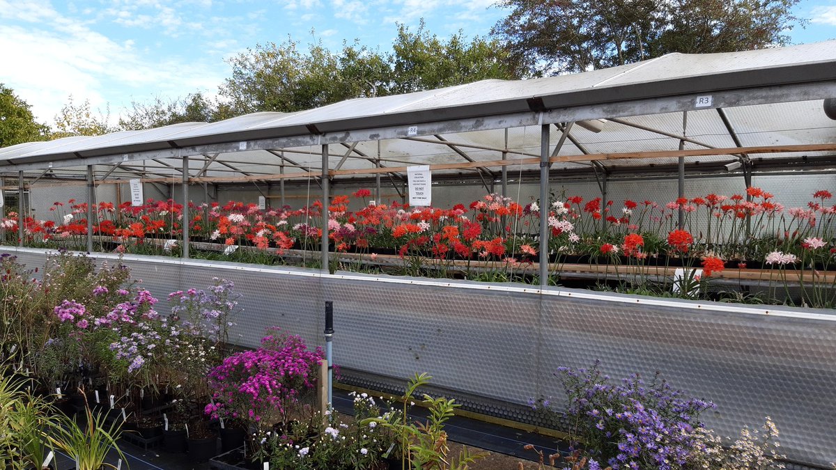 A colourful display of Nerine sarniensis <a href="/CGFBrown/">Cotswold Garden Flowers</a> on our visit with Nerine and Amaryllid Society.
They have plenty for sale too...