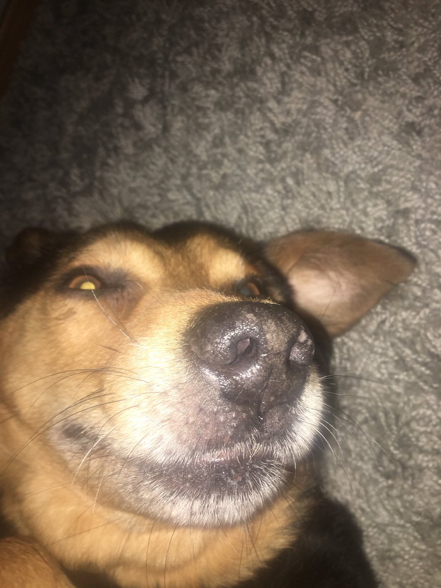 Corxds's tweet photo. I lost my best friend to cancer today after an amazing and loving 14 years. ❤️🐶 I’m actually heart broken https://t.co/VlyDF4tQOv