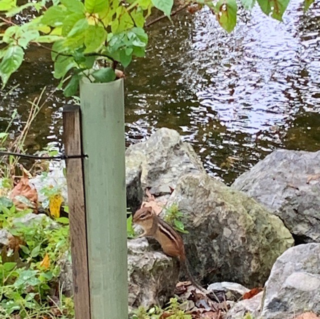 AARPMD's tweet photo. . Next up we have one our own ASDs of Outreach Jen H. &amp; her family reporting from PA to celebrate #WalkMDday2021 and #Walktober with us. Started out with a walk to school and made a furry friend along the way! https://t.co/nKxPqCTNhX