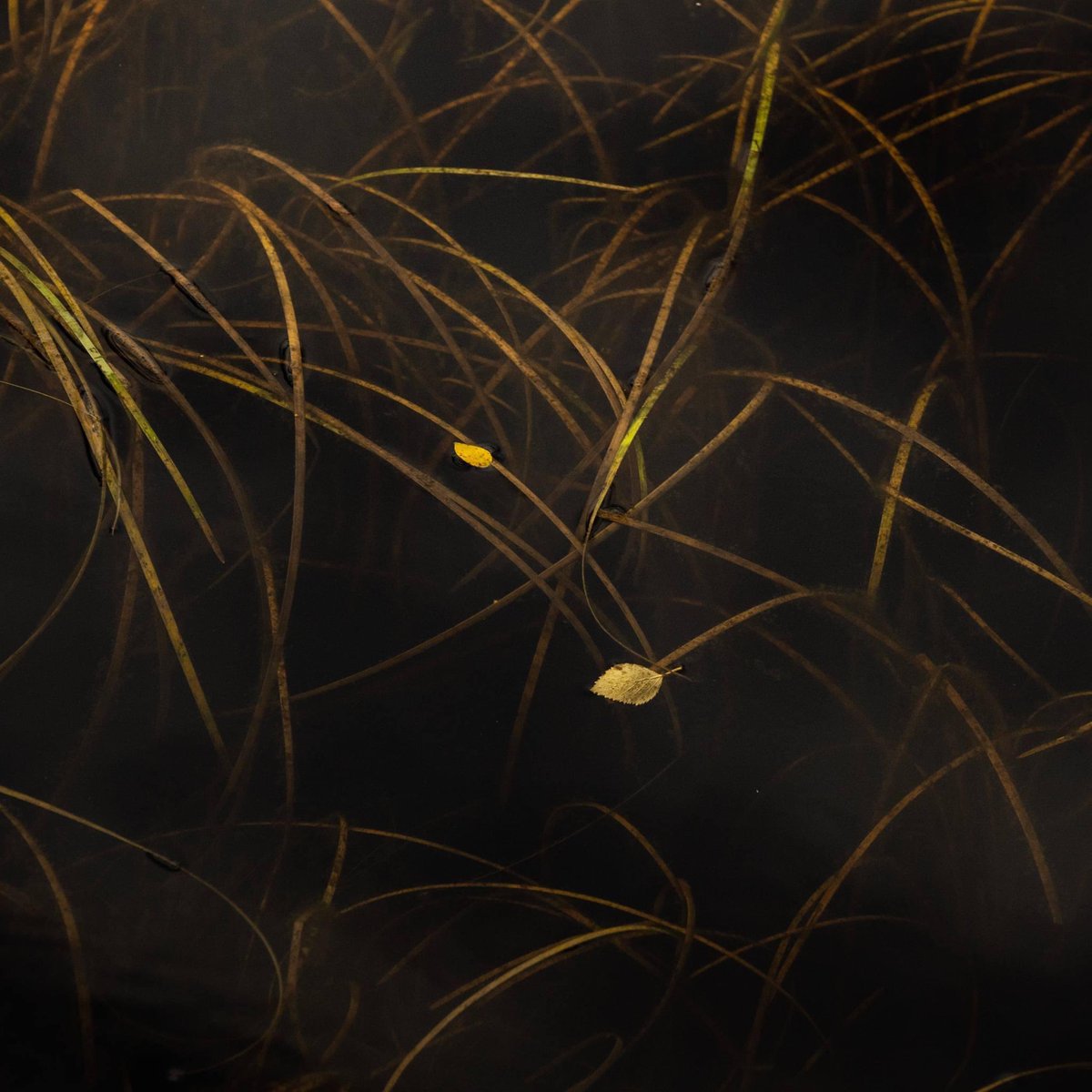 mark littlejohn tweet media