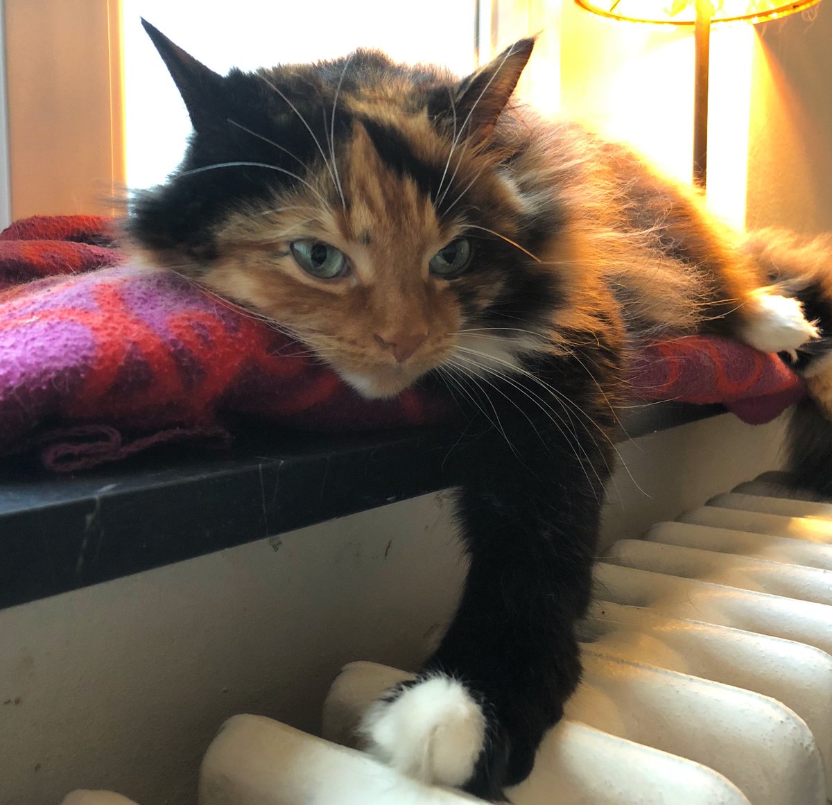 Catucation1's tweet photo. I think my little Alba found a nee favourite spot 🤩❤️ #catsofinstagram #CatsOfTwitter https://t.co/F9XzADBh3V