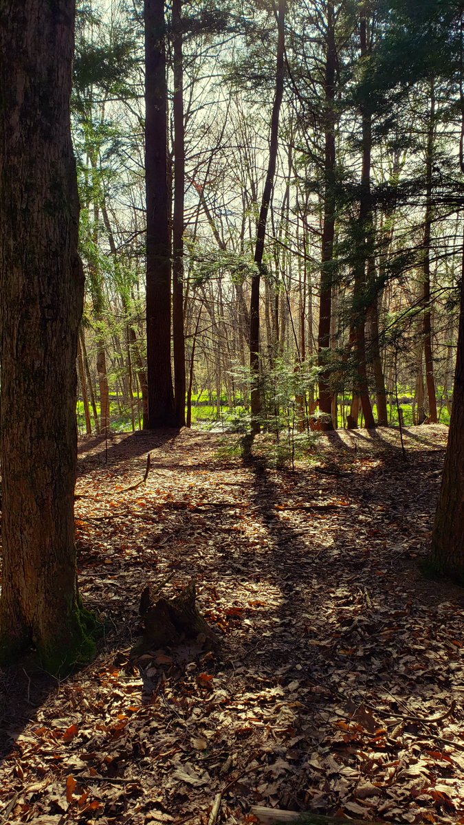Claymoreconcept's tweet photo. Hiking in Western Michigan #photography #hikingadventures #outdoor https://t.co/XYz94G36Lb