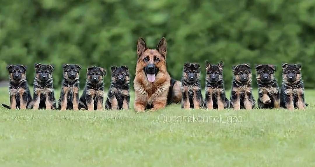 gsdduppy's tweet photo. #dog #BillGates #TedCruz #gsd https://t.co/Qqx4ZruqKc