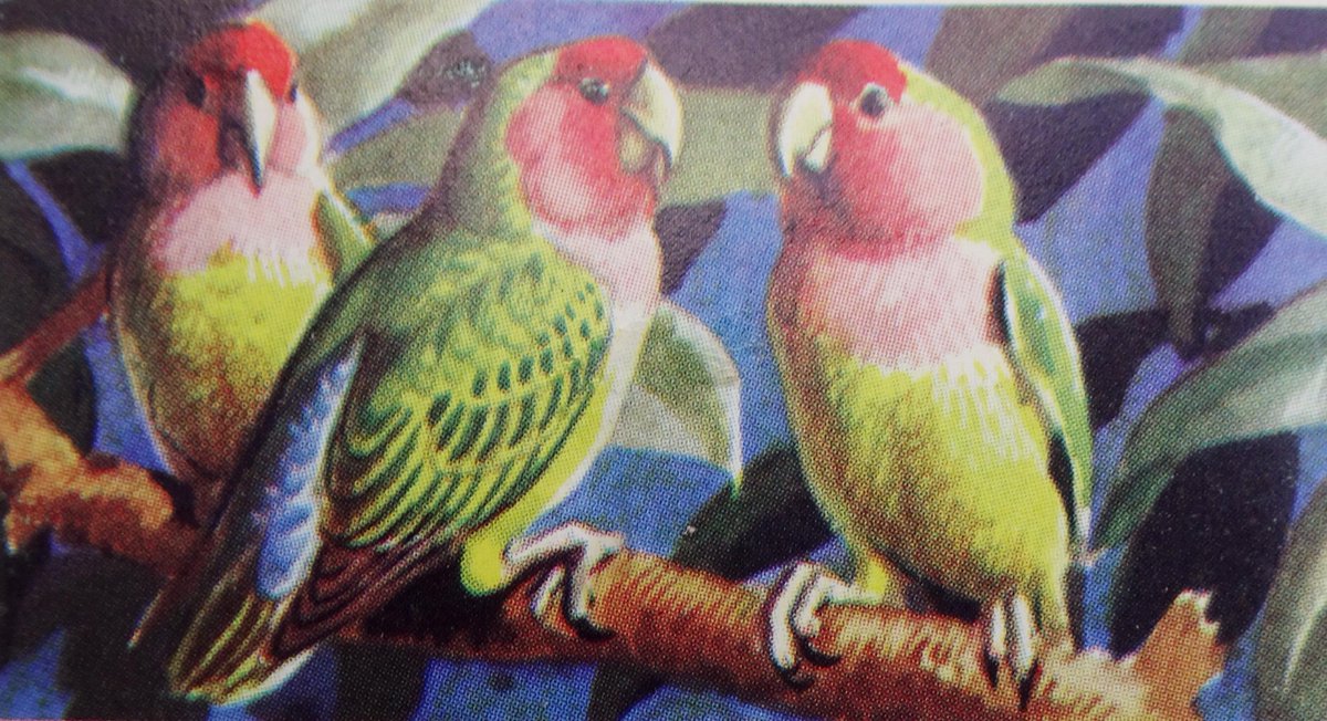OldSchoolBooks1's tweet photo. Possibly my favourite #BrookeBond #TeaCard #book #TropicalBirds https://t.co/M5ZwCKvAMz https://t.co/q9AaC3UL6L