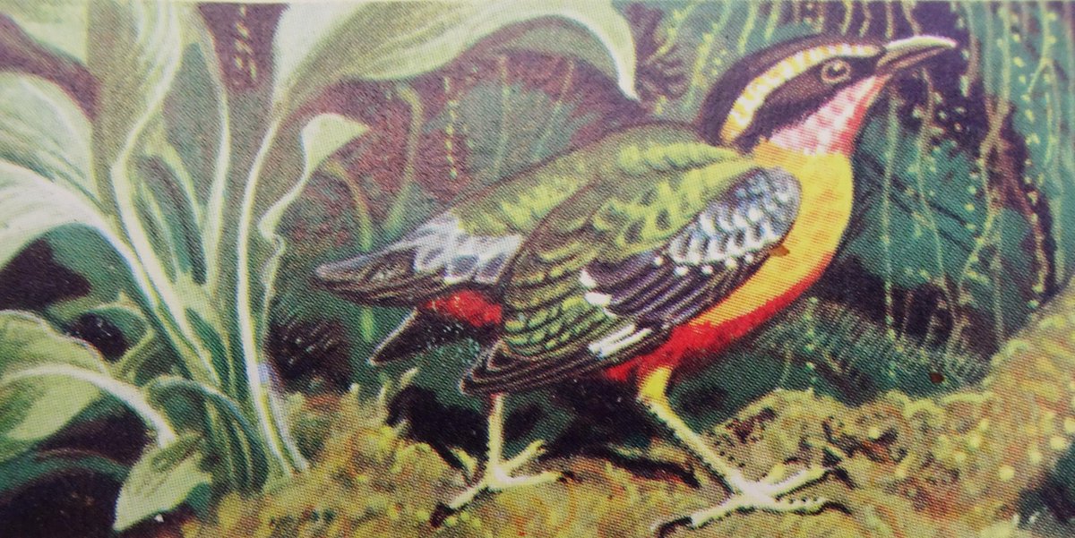 OldSchoolBooks1's tweet photo. Possibly my favourite #BrookeBond #TeaCard #book #TropicalBirds https://t.co/M5ZwCKvAMz https://t.co/q9AaC3UL6L