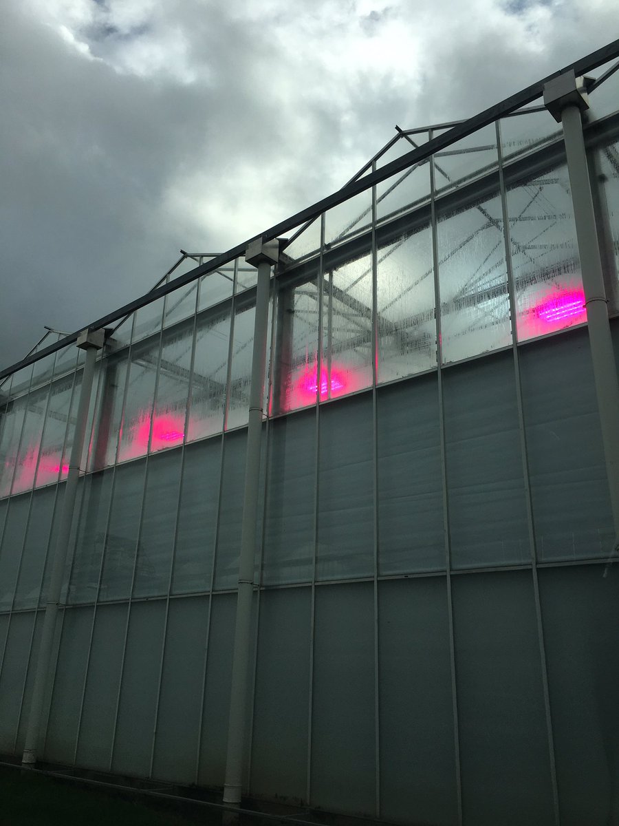 Led belichting in belichte teelt, 75% meer licht t.o.v. HPS lamp. Noodzakelijk met huidige energieprijzen. Worden nu primair aangezet om minste energie input per kg te realiseren.